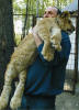 Mungo1