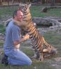 Tigris - 2012